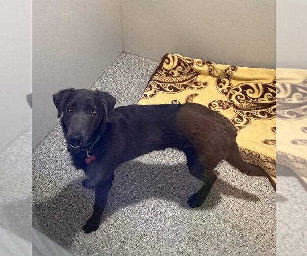 Medium Photo #4 Labrador Retriever-Unknown Mix Puppy For Sale in San Diego, CA, USA
