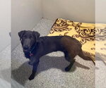 Small #3 Labrador Retriever Mix