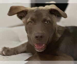 Australian Kelpie-Labrador Retriever Mix Dogs for adoption in The Woodlands, TX, USA