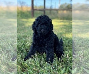 Aussiedoodle Puppy for sale in CONWAY, MO, USA