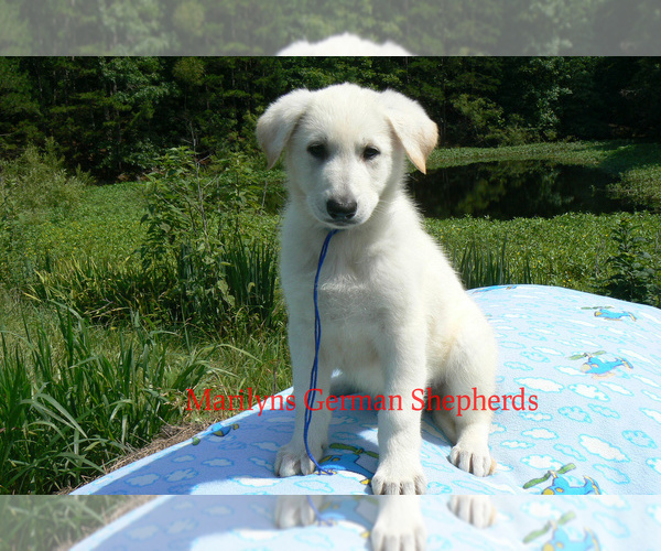 Medium Photo #3 German Shepherd Dog Puppy For Sale in PIEDMONT, MO, USA