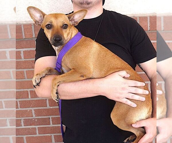 Medium Photo #3 Chihuahua-Unknown Mix Puppy For Sale in Carrollton, TX, USA