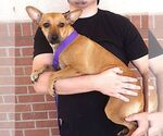 Small #2 Chihuahua Mix