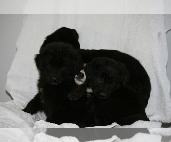 Medium Photo #10 Newfoundland-Shepadoodle Mix Puppy For Sale in SHEBOYGAN FALLS, WI, USA