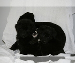 Small Photo #10 Newfoundland-Shepadoodle Mix Puppy For Sale in SHEBOYGAN FALLS, WI, USA