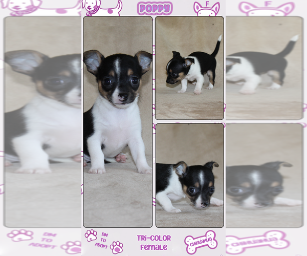 Medium Photo #13 Chihuahua Puppy For Sale in HUDSONVILLE, MI, USA