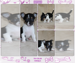 Small Photo #13 Chihuahua Puppy For Sale in HUDSONVILLE, MI, USA