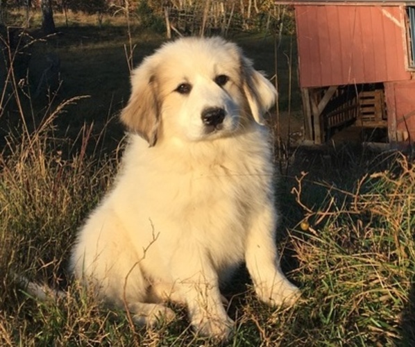 Medium Photo #2 Great Pyrenees Puppy For Sale in FRAKES, KY, USA