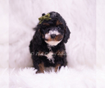 Small Photo #55 Poodle (Toy) Puppy For Sale in WARSAW, IN, USA