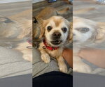 Small #5 Pekingese