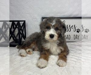 Bernedoodle (Miniature) Puppy for sale in GREENFIELD, IN, USA