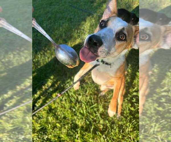 Medium Photo #6 Beagle-Unknown Mix Puppy For Sale in Aurora, IN, USA