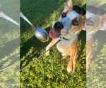 Small #5 Beagle Mix