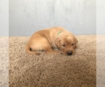 Small Photo #7 Labrador Retriever Puppy For Sale in PARIS, MO, USA