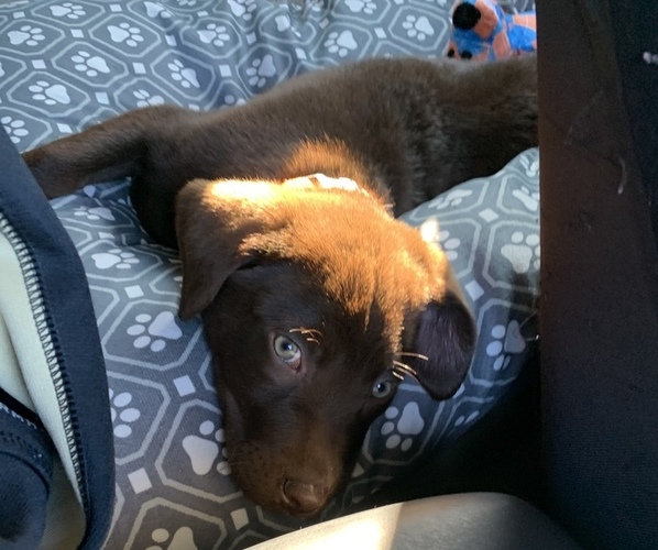 Medium Photo #1 Labrador Retriever Puppy For Sale in ACWORTH, GA, USA