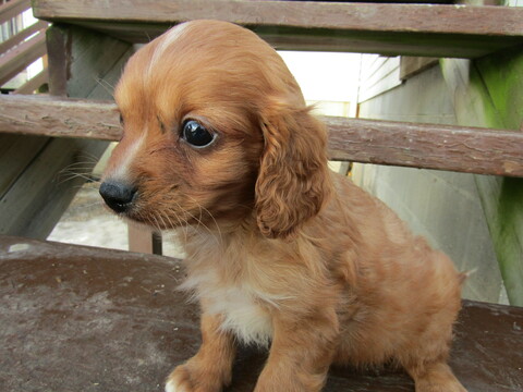 Medium Photo #3 Cavapoo Puppy For Sale in HUDSON, MI, USA
