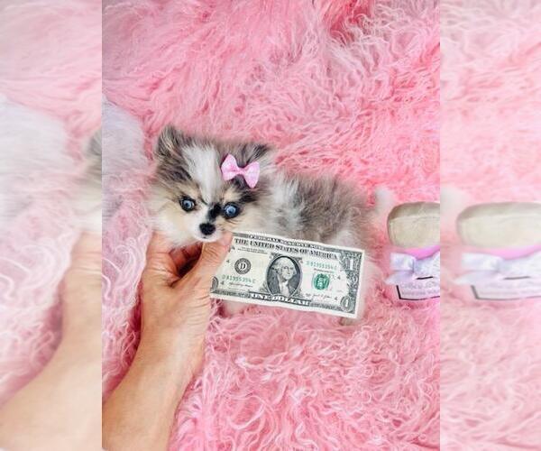 Medium Photo #15 Pomeranian Puppy For Sale in PALM BEACH, FL, USA