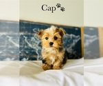 Small Photo #4 Yorkshire Terrier Puppy For Sale in MURFREESBORO, TN, USA
