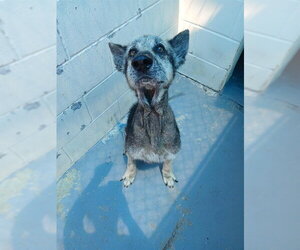 German Shepherd Dog-Unknown Mix Dogs for adoption in Corpus Christi, TX, USA