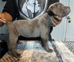 Puppy El Cane Corso