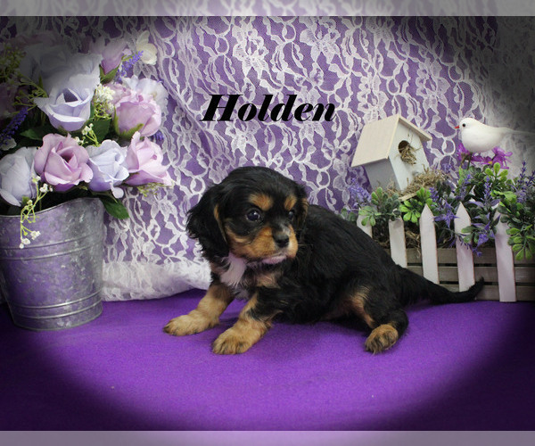 Medium Photo #14 Cavalier King Charles Spaniel Puppy For Sale in CHANUTE, KS, USA