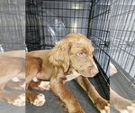 Small Colonial Cocker Spaniel-Labrador Retriever Mix