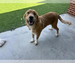 Great Pyrenees-Unknown Mix Dogs for adoption in Grand Prairie, TX, USA