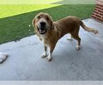 Small Great Pyrenees Mix