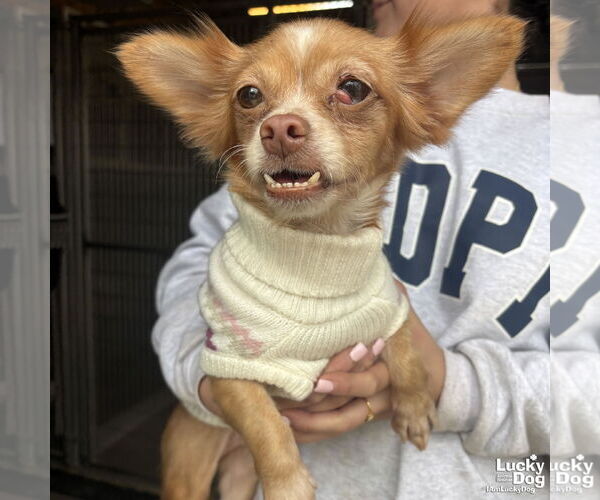 Medium Photo #4 Chihuahua-Unknown Mix Puppy For Sale in Washington, DC, USA