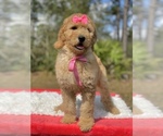 Small #2 Goldendoodle