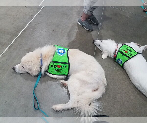 Medium Photo #19 Great Pyrenees-Unknown Mix Puppy For Sale in Houston, TX, USA