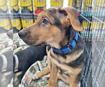 Small #1 Mutt