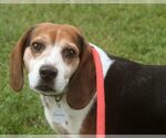 Small #9 Beagle