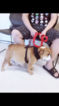 Small Photo #1 English Bulldogge Puppy For Sale in RANCHO CUCAMONGA, CA, USA