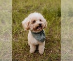 Small Photo #1 Cavapoo Puppy For Sale in PENSACOLA, FL, USA