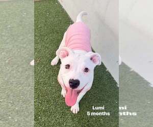 American Bulldog-Staffordshire Bull Terrier Mix Dogs for adoption in Cave Creek, AZ, USA