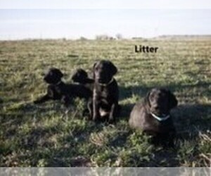 Labrador Retriever Litter for sale in POWELL, WY, USA