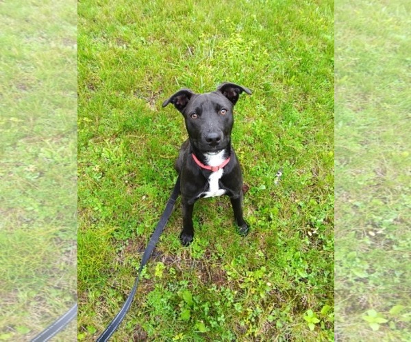 Medium Photo #3 Labrador Retriever-Unknown Mix Puppy For Sale in Pottstown, PA, USA