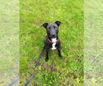 Small #2 Labrador Retriever Mix