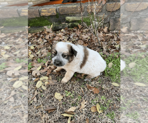 Australian Cattle Dog Puppy for sale in GANS, OK, USA