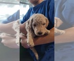Small Photo #7 Goldendoodle-Poodle (Standard) Mix Puppy For Sale in OVIEDO, FL, USA