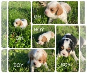 Beaglier Puppy for sale in SAINT HEDWIG, TX, USA