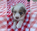 Small Photo #13 Australian Shepherd Puppy For Sale in JEROMESVILLE, OH, USA