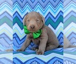 Small Photo #2 Labrador Retriever Puppy For Sale in KINZERS, PA, USA