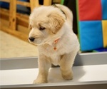 Small Photo #5 Golden Shepherd Puppy For Sale in MARLBOROUGH, NH, USA
