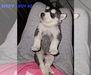 Siberian Husky Puppy for sale in WARREN, MI, USA