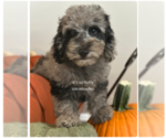 Small #5 Miniature Labradoodle