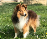 Small Photo #1 Shetland Sheepdog Puppy For Sale in Lagrace-Dieu, Occitanie, France