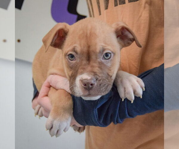 Medium Photo #2 American Staffordshire Terrier-Boxer Mix Puppy For Sale in Huntley, IL, USA