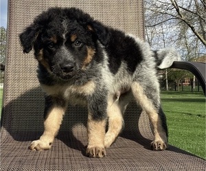 Medium Australian Cattle Dog-Border Collie Mix